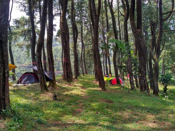 Hutan Pinus tentunya membuat camping lebih nyaman dan juga bisa pasang hammock.
